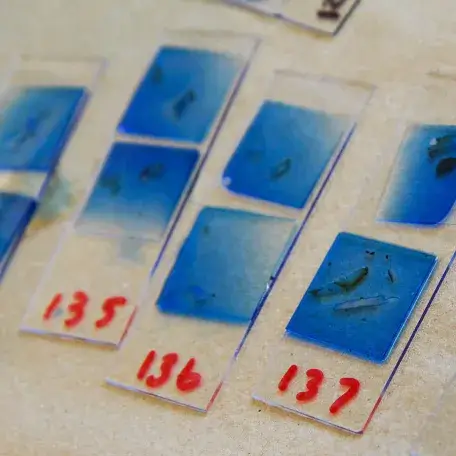 several lab slides with plant samples on them