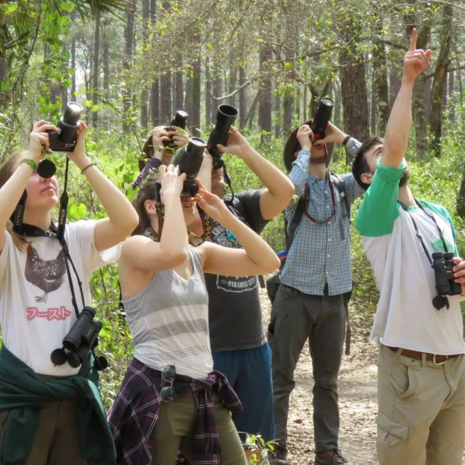 A group of students looking up at a tree canopy outside using binoculars