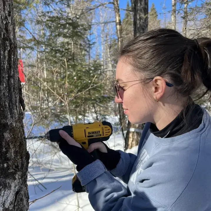 Hannah drilling a taphole in a snowy forest