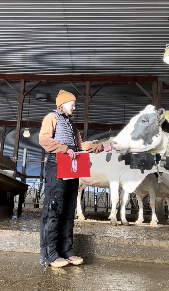 A girl touching the head of a dairy cow
