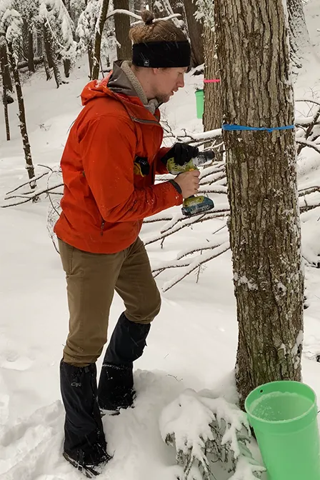 Man in snow tapping a tree in Quebec