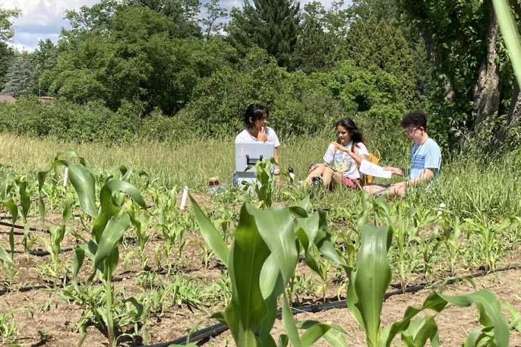 three students conversing on the edge of a corn field.