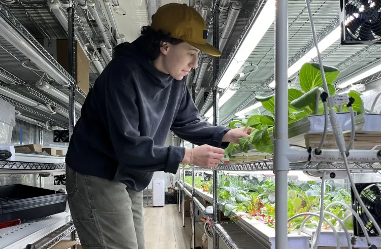 Jillian looking at the roots of one of the plants that will be distributed to one of sixty families in the community.