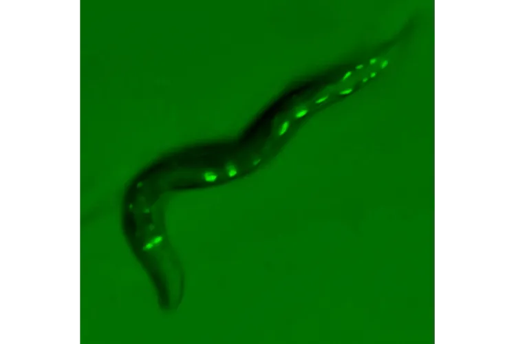 A small worm with green fluorescent spots.