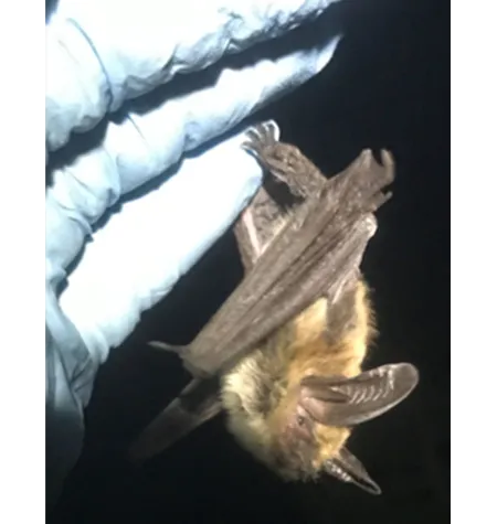 A small bat hanging onto the gloved hand of Dr. Lauterbur.