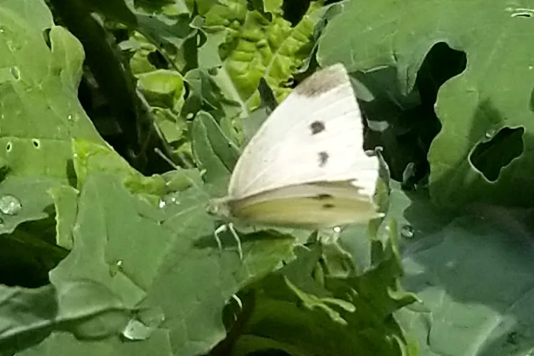 white cabbage moth on green leaves
