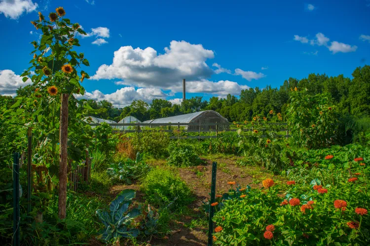 the Intervale in Burlington in full bloom