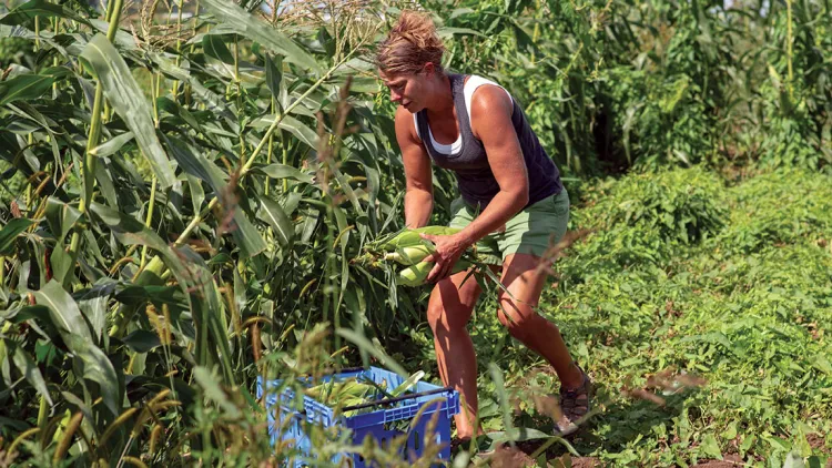 a woman working in a field of corn