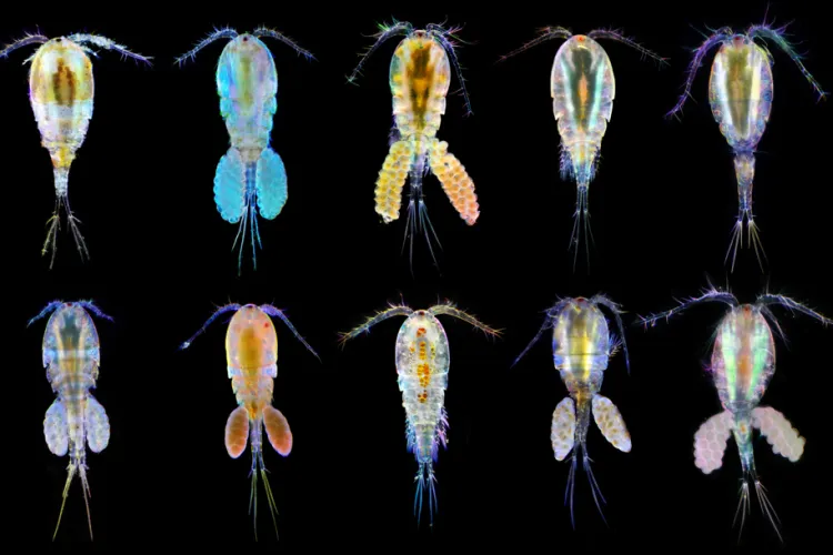 copepods