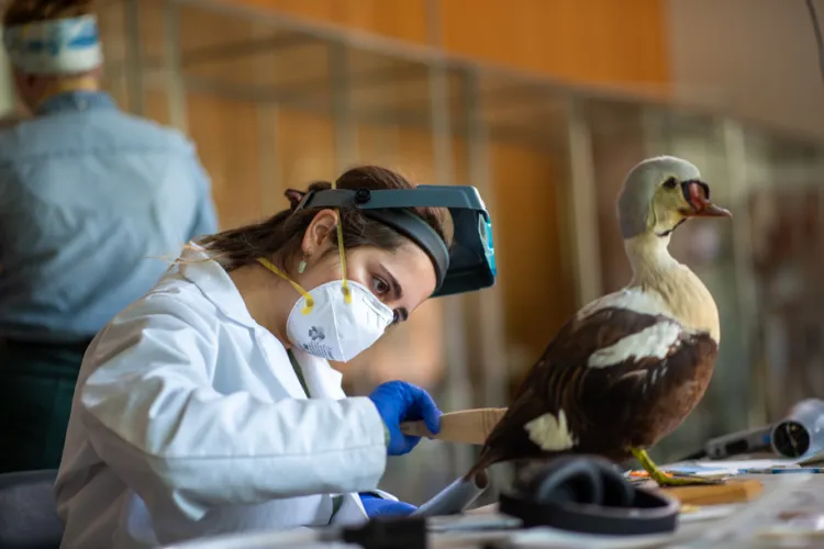 eider duck getting cleaned
