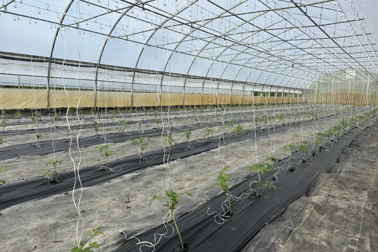 tomato plants growing in a high tunnel