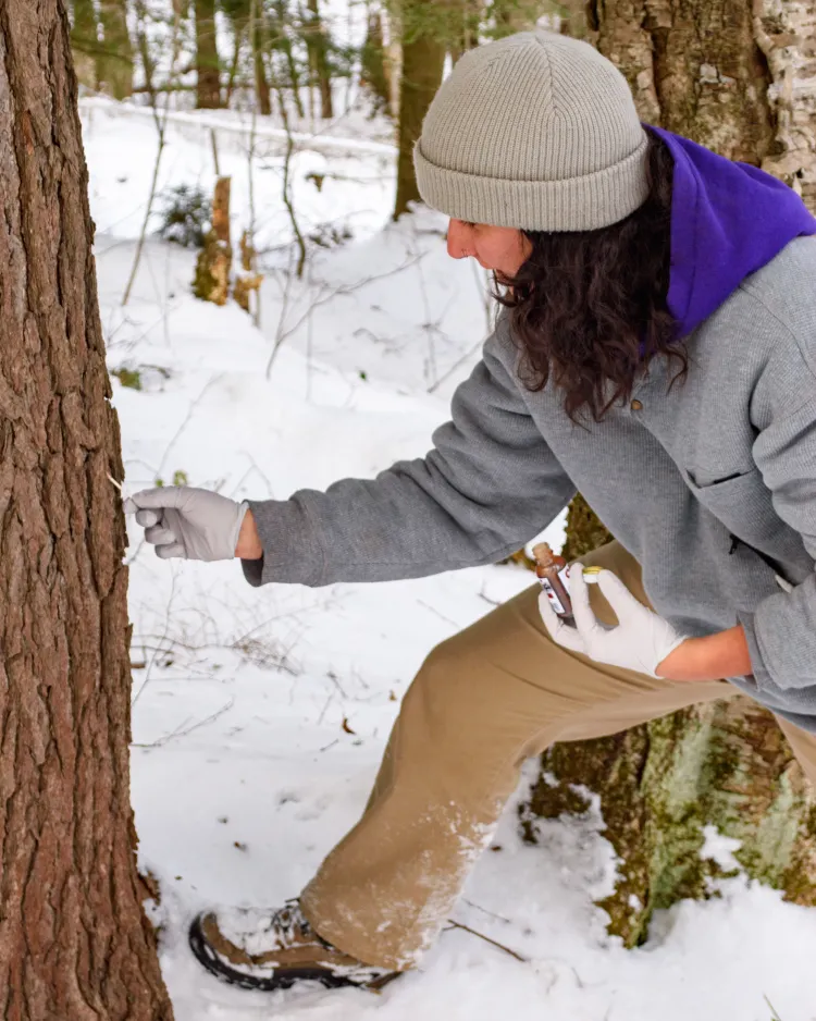 a student swabs lure on a tree with a q-tip
