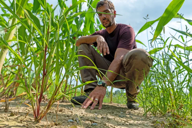 Joshua Faulkner touches a dry ground in a cornfield.