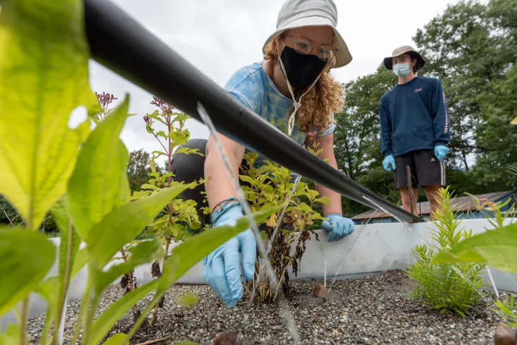 Student Samantha Brewer crouching down to work in a rain garden.