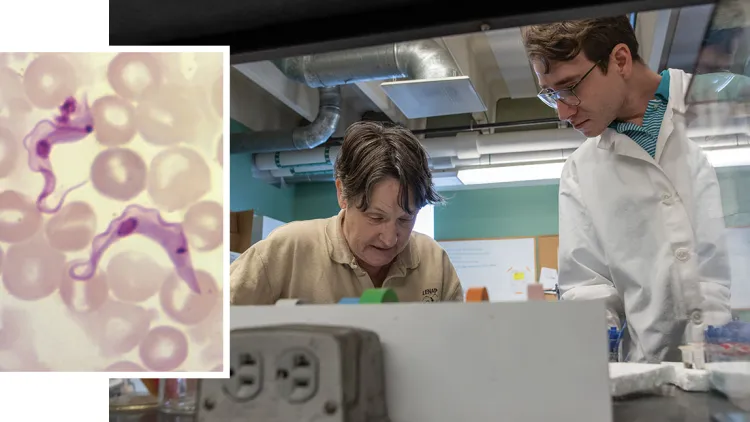 Two people in a lab looking down and a close up image to the left of them at an image from a microscope