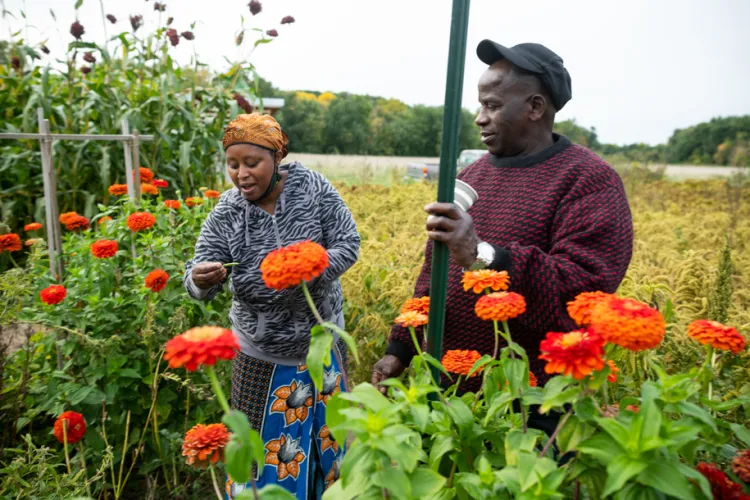 Farmers pick flowers