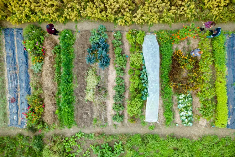 Vegetables at the farm