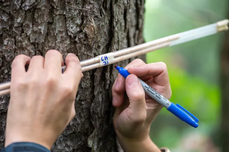 Shelly Rayback labels tree core samples.