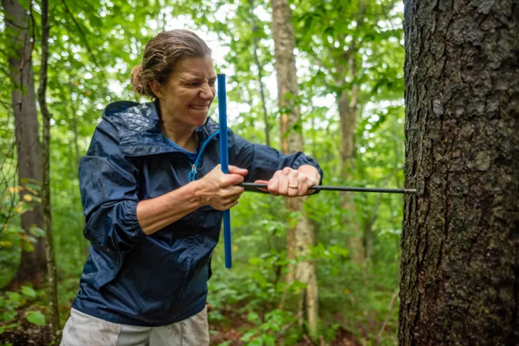 Shelly Rayback drills into a tree to take a sample of its core.