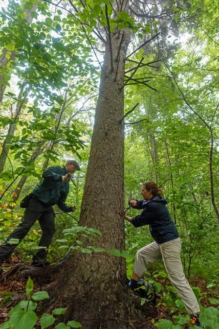Shelly Rayback and research technician Chris Hansen drill into a tree in the forest for research