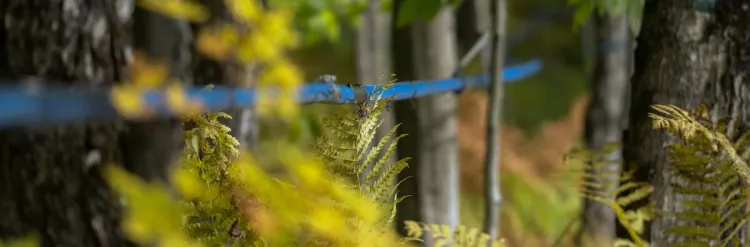 Maple stand in fall.