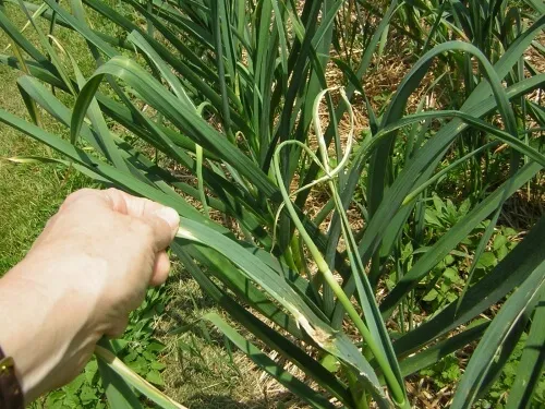 garlic leaf damage