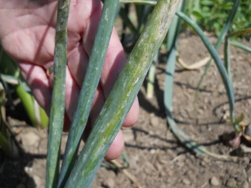 Shallots with windowpane damage