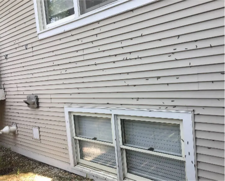 a lot of spongy moths on the side of a house