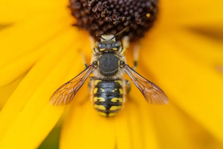 Wool Carder Bee on Yellow Flower