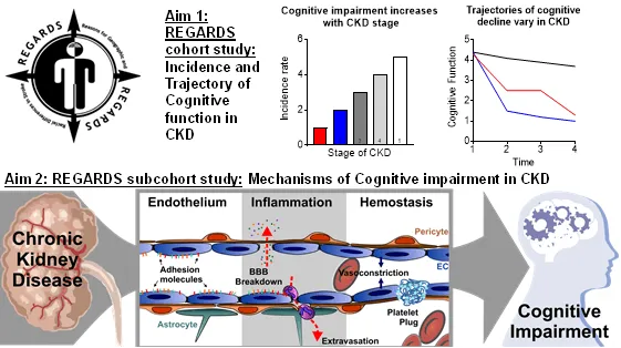 Diagram showing project aims for a cohort study to evaluate the mechanisms and trajectory of cognitive decline in people with chronic kidney disease.