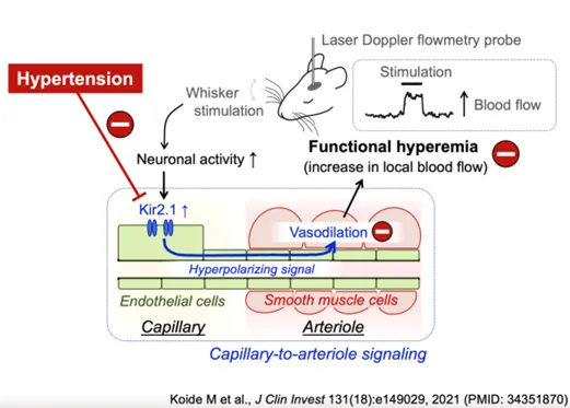 Diagram showing a proposed mechanism for neural stimulation of cerebral blood flow in heath and hypertension.