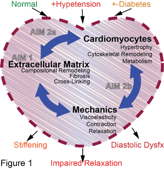 Image showing the role of the extracellular matrix in normal and diseased heart.