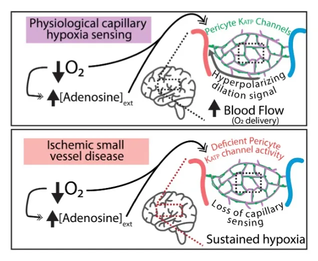 Diagram showing oxygen sensing by brain capillaries in health and disease.