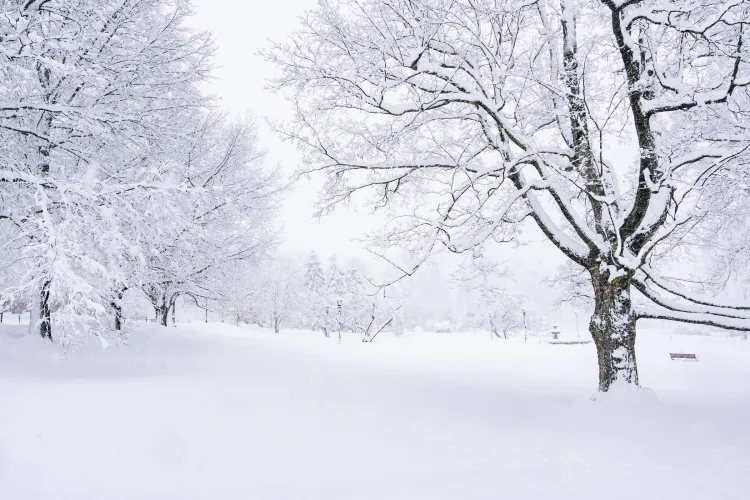 Snowstorm at UVM 
