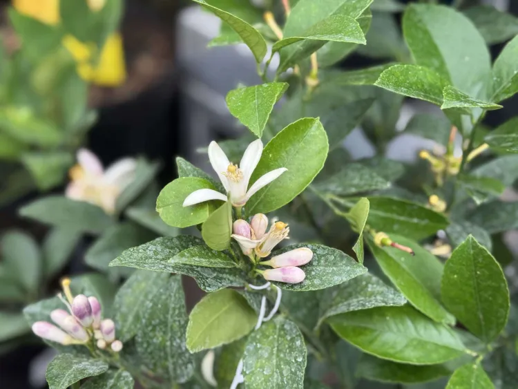 citrus blossoms