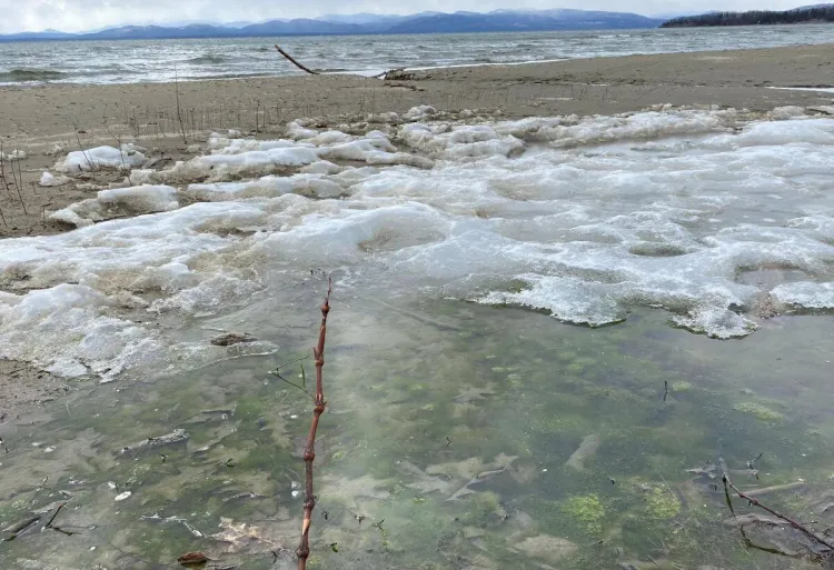 algae bloom visible beneath the ice on lake champlain