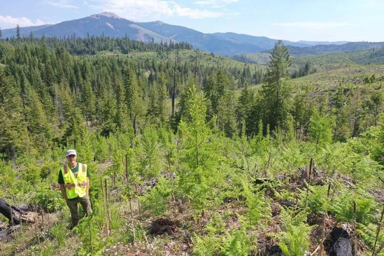 Jon Lewis in bright yellow vest stands among conifer seedlings in Idaho forest.