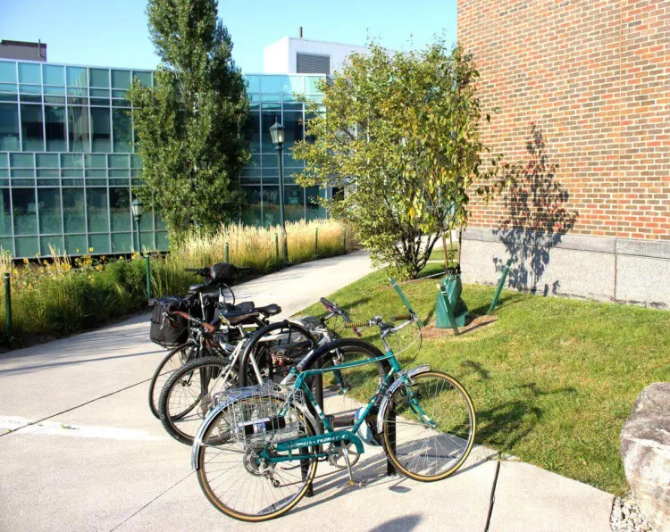 A stand of birch trees aptly placed behind a row of bikes outside the Aiken Center