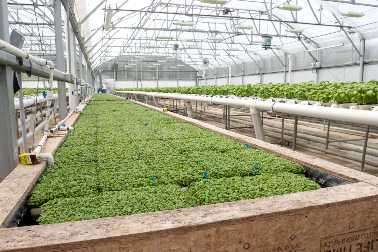 Bed of pea shoots