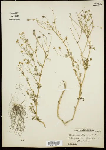 Dried Plants 
