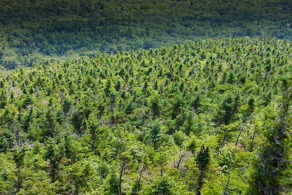 camels hump in july