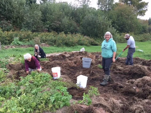 Hardwick Community Garden shared potato bed harvest 2022.
