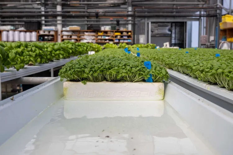 NECAFS NFT floating rafts