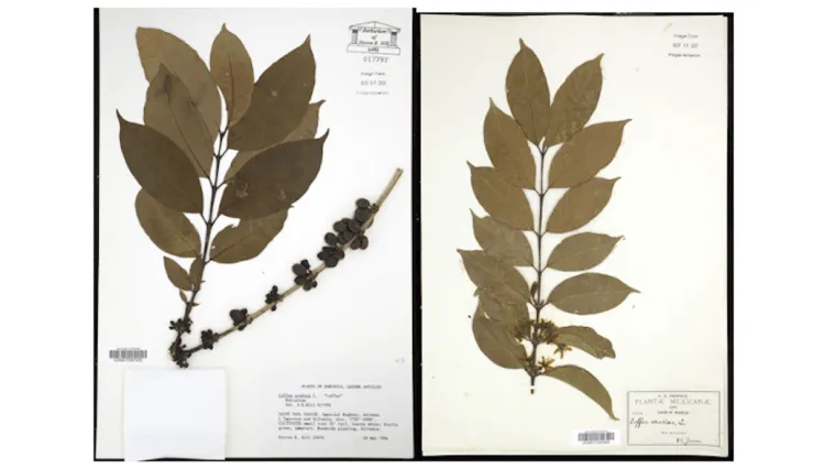 Dried coffea arabica