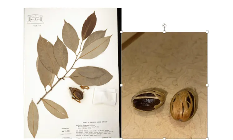 Dried nutmeg specimen