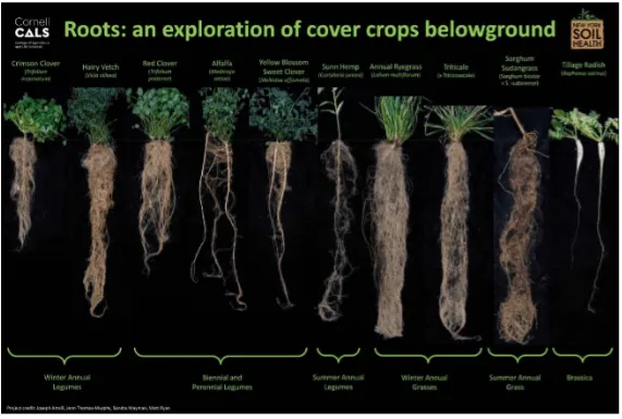 infographic about roots