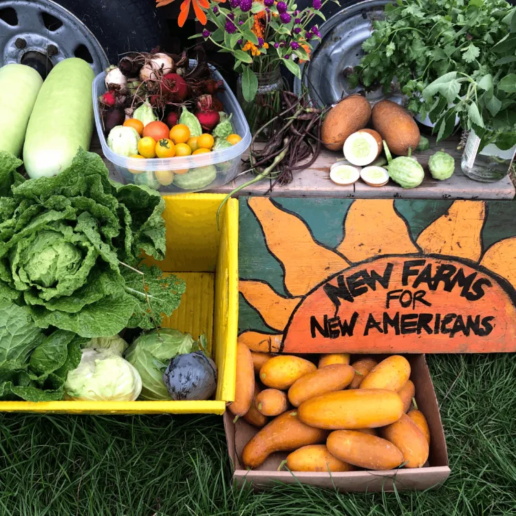 Harvest at New Farms for New Americans, Burlington, VT, photo courtesy of Quinn DiFalco.