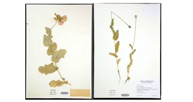 Dried flowers