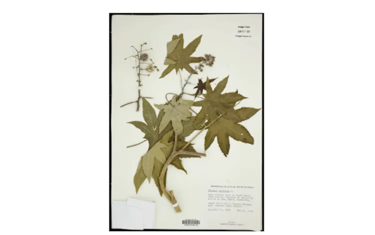 Dried ricinus specimen