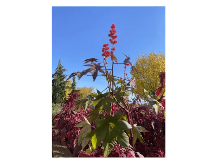 Outdoor photo of ricinus communis plant